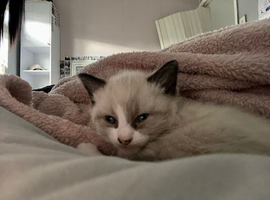 Beige/white kittens