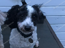 Poodle