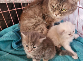 Beautiful British short haired cross kittens for sale