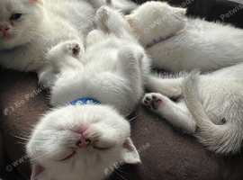 Four Little Snowflakes with Unreal Blue Eyes