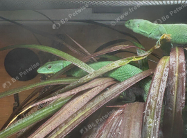 Green keeled bellied lizard pair  2023