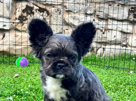 Fluffy frenchie cross.