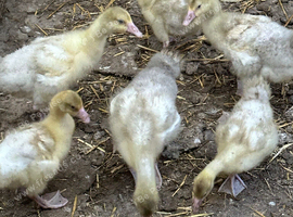 Female goslings
