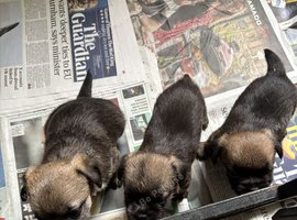 3 KC Registered Border Terrier Dog Pups
