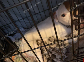 4 beautiful merle jack russell puppies