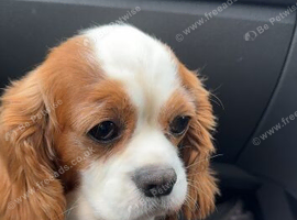 King Charles girl looking for forever home