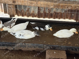 Call ducks all different colours for sale