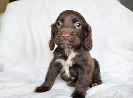 Wonderful cocker spaniel puppies