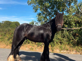 Black cob gelding
