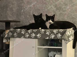 2 loving brothers looking for a home