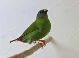 Blue Faced Parrot Finch Female