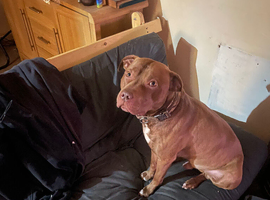 Red bully for stud (rare)