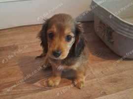 Miniature Dachshund for sale.