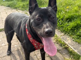 18 Month Mixed Breed Girl Bambi