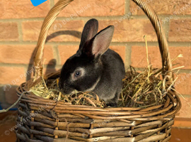 Standard Rex Rabbits [Ready to Leave]