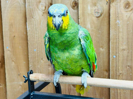 Amazon talking parrot