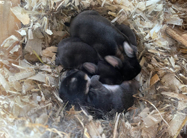Otter coloured rabbit kits