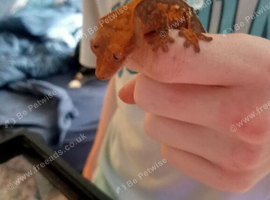 2 baby crested geckos