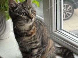 Beautiful Tabby female available