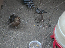 Mrs. Hume's pheasant for sale