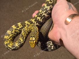 Female King rat snake
