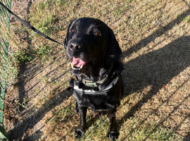 Beautiful 8-Year-Old Labrador Looking for Loving Forever Home ️
