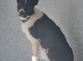 Puppy