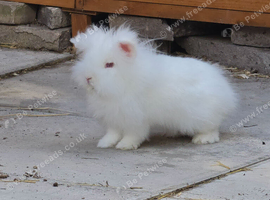 REW double mane lionhead