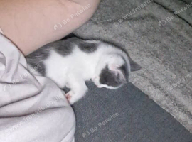 Kittens