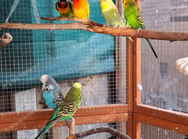 Love Birds, English Budgies,Budgies
