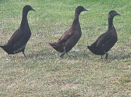 Cayuga ducks x3