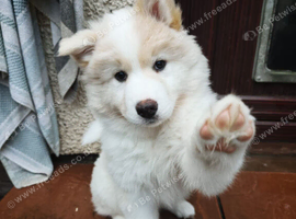 Beautiful Husky &times; Akita x Yakutian Laika Mix Puppies