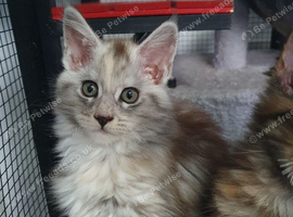 Fantastic XL female Main Coons
