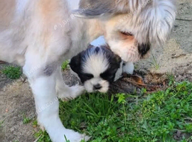 Shih tzu boy