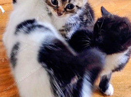 Very loving kittens