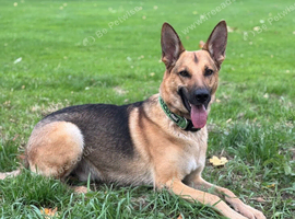 3 year old GSD
