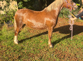Reg thistledown bred Welsh a mare