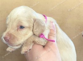 Cream kc reg Mini long hair Dachshunds