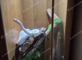 Leucistic ball python