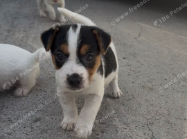 Traditional jack russell puppies.