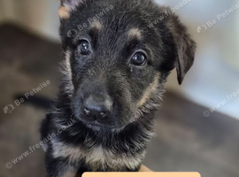 German Shepherd puppies