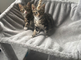 2x tabby kittens 14 weeks old