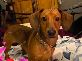 Dachshund