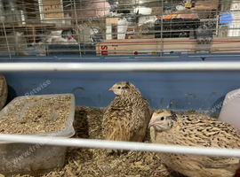 Jumbo Italian quail