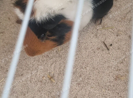Two male guinea pigs