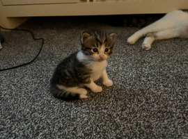 5 gorgeous kittens