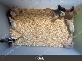 Baby&rsquo;s rats 6 weeks/8week