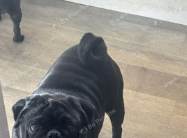 Pug stud