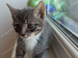 KITTENS FOR SALE !!