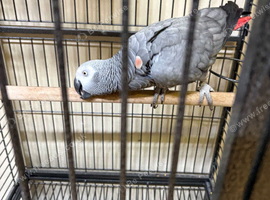 Tame male African grey